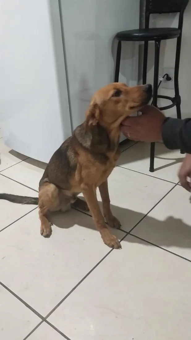 Cachorro raça Labrador idade 7 a 11 meses nome Apollo