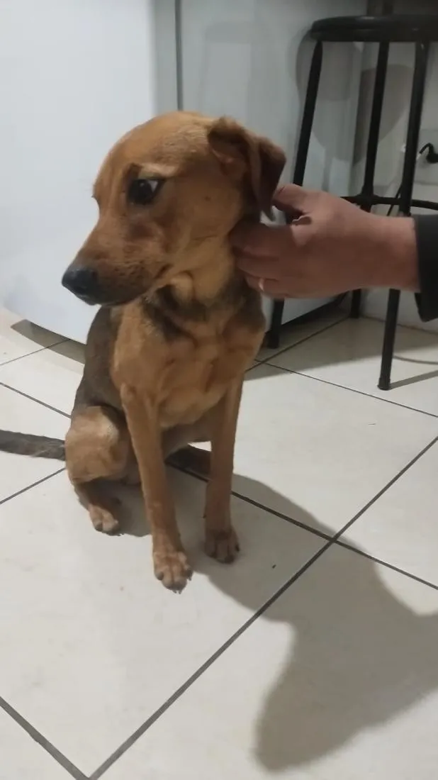 Cachorro raça Labrador idade 7 a 11 meses nome Apollo