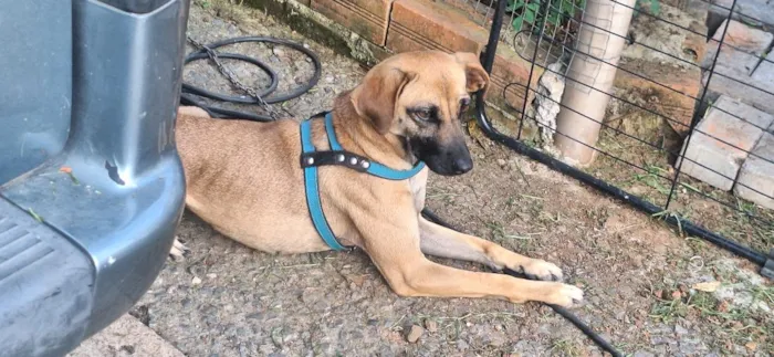 Cachorro raça SRD-ViraLata idade 2 anos nome Madonna