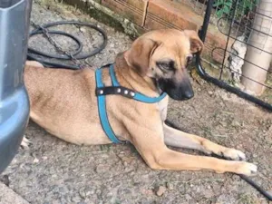 Cachorro raça SRD-ViraLata idade 2 anos nome Madonna