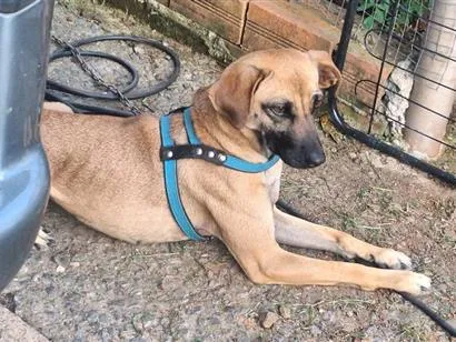 Cachorro raça SRD-ViraLata idade 2 anos nome Madonna