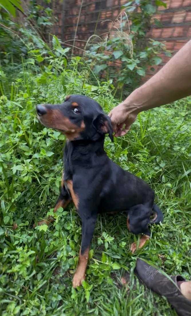 Cachorro raça SRD-ViraLata idade 3 anos nome Kyra