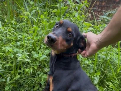 Cachorro raça SRD-ViraLata idade 3 anos nome Kyra