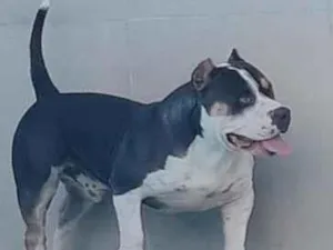 Cachorro raça SRD-ViraLata idade 2 a 6 meses nome Bruce.