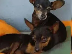 Cachorro raça Pinscher idade 2 anos nome Caroline Oliveira Pires