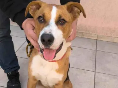 Cachorro raça SRD-ViraLata idade 1 ano nome sem nome 