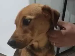 Cachorro raça Labrador idade 7 a 11 meses nome Apollo