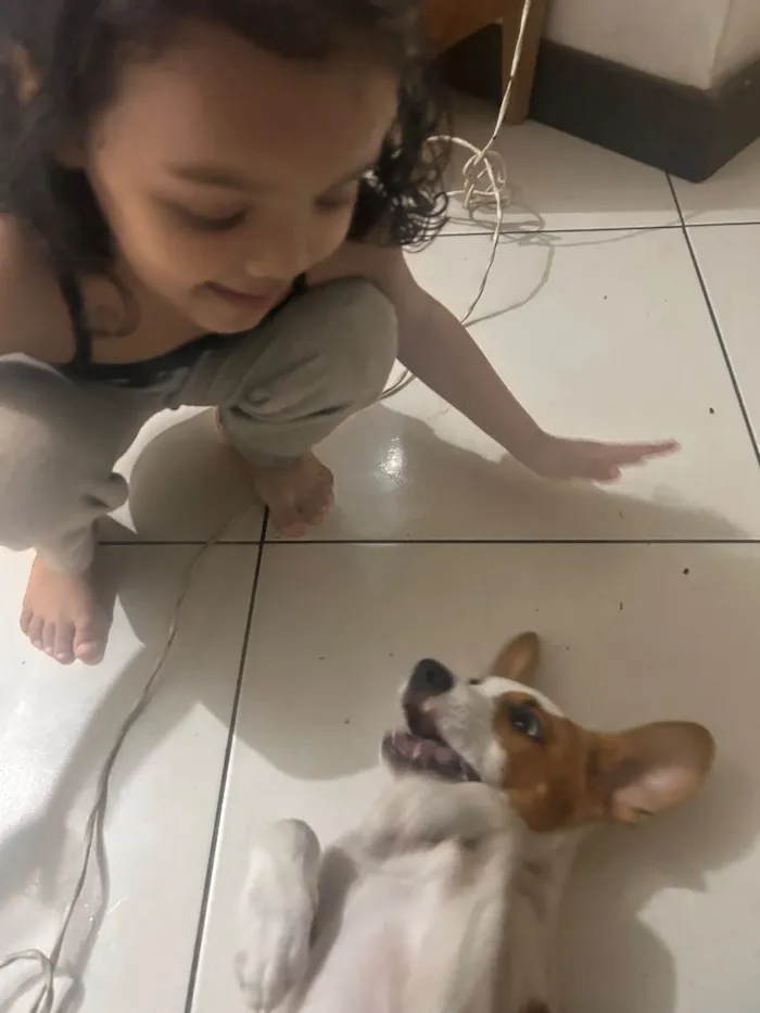 Cachorro raça SRD-ViraLata idade 2 a 6 meses nome Tedi 