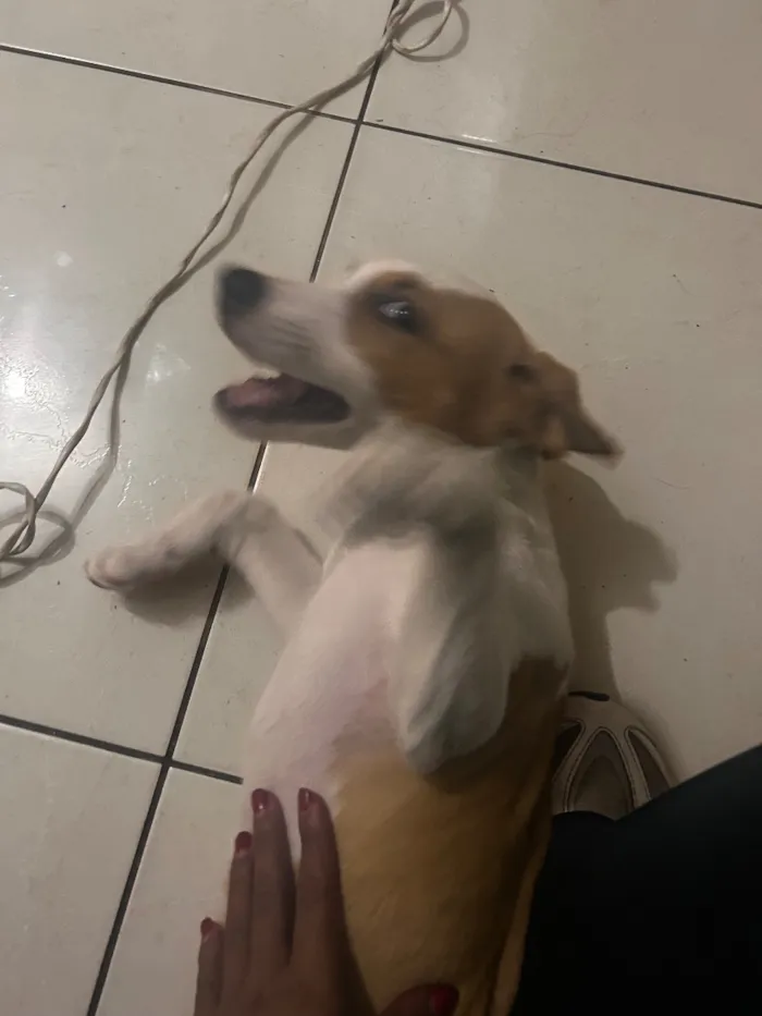 Cachorro raça SRD-ViraLata idade 2 a 6 meses nome Tedi 