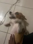 Tedi