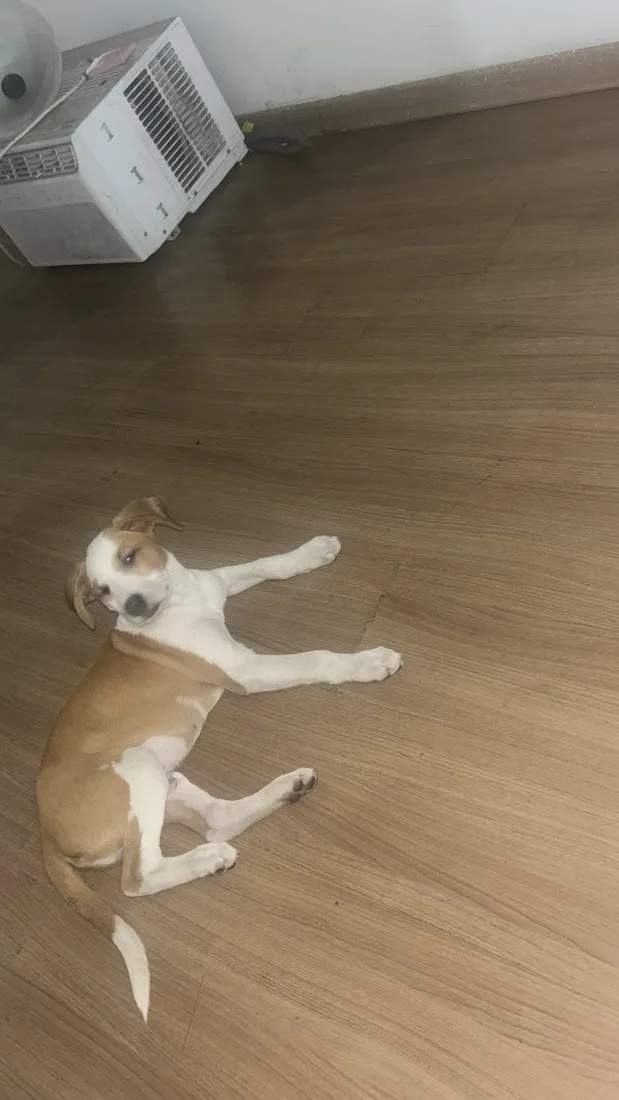 Cachorro raça SRD-ViraLata idade 2 a 6 meses nome Tedi 