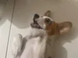 Tedi