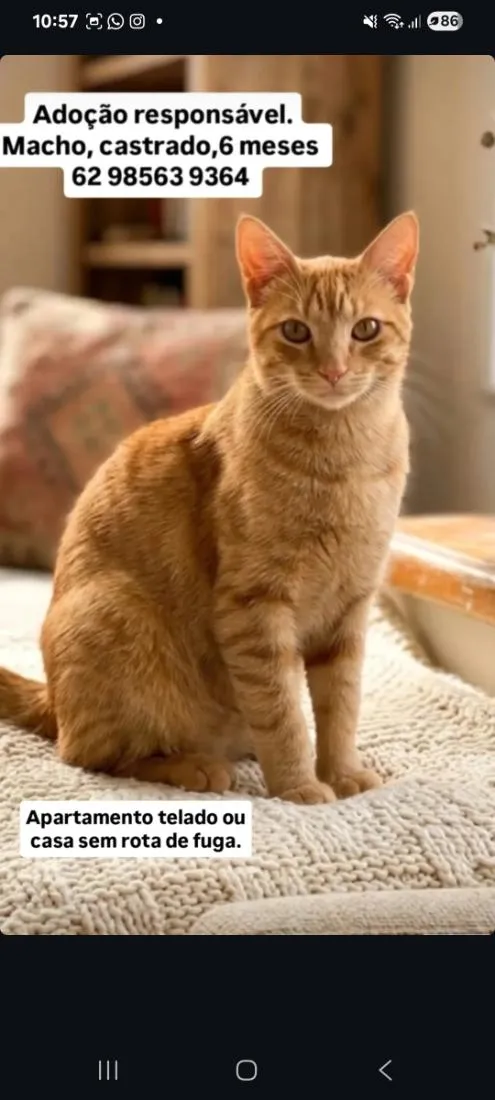Gato raça SRD-ViraLata idade 2 a 6 meses nome Sansão 