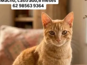 Gato raça SRD-ViraLata idade 2 a 6 meses nome Sansão 