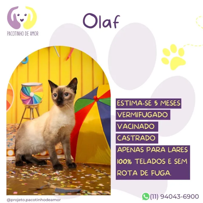 Gato raça Siamês idade 5 anos nome Olaf