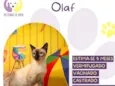 Olaf