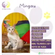 Mingau