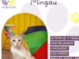 Mingau