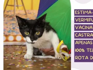 Gato raça SRD-ViraLata idade 7 a 11 meses nome Amora