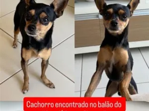 Cachorro raça Pinscher idade 2 anos nome Sem nome