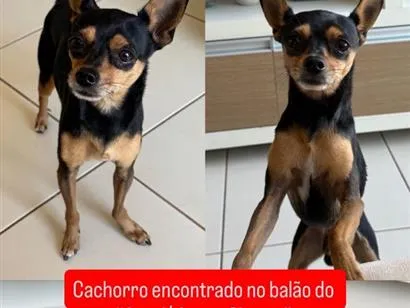 Cachorro raça Pinscher idade 2 anos nome Sem nome