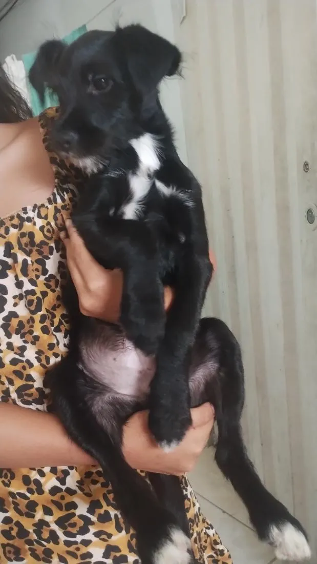Cachorro raça SRD-ViraLata idade 2 a 6 meses nome Thor 