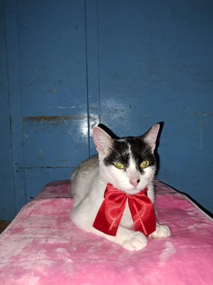 Gato raça SRD-ViraLata idade 1 ano nome Pepita 
