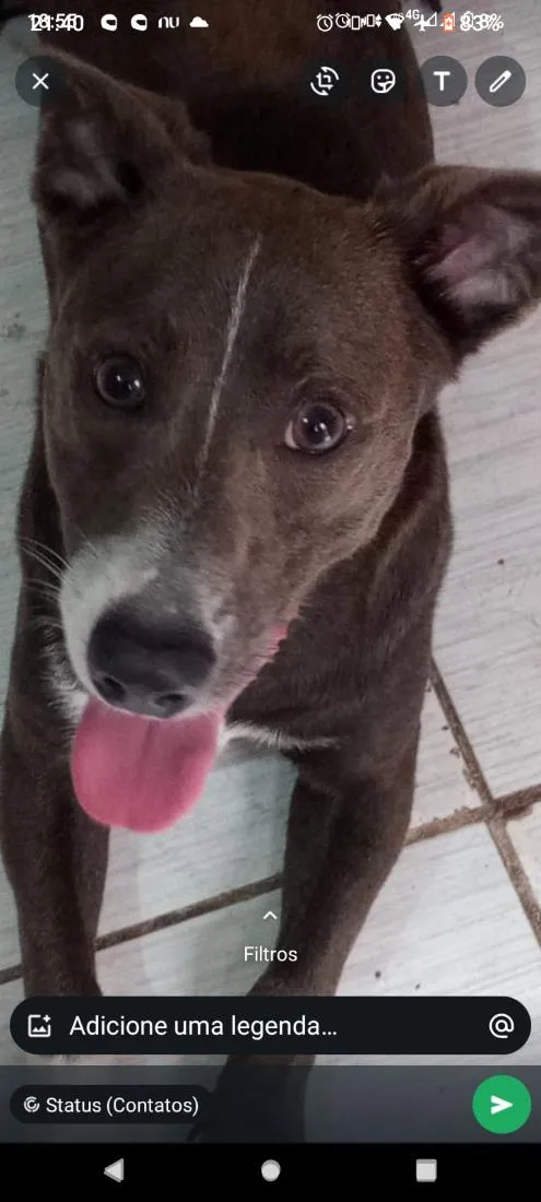 Cachorro raça SRD-ViraLata idade 3 anos nome thor