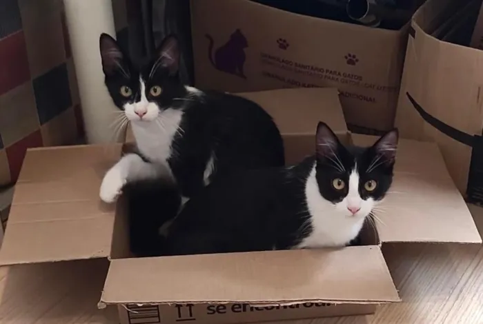 Gato raça SRD-ViraLata idade 2 a 6 meses nome Amy/Lemmy