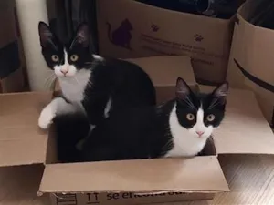 Gato raça SRD-ViraLata idade 2 a 6 meses nome Amy/Lemmy