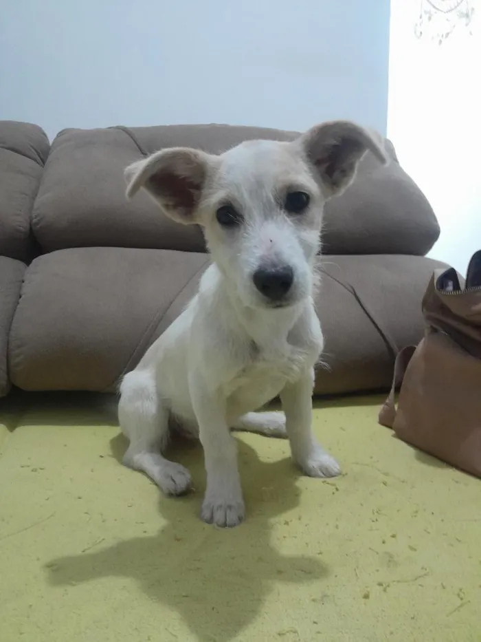 Cachorro raça SRD-ViraLata idade 2 a 6 meses nome Regina