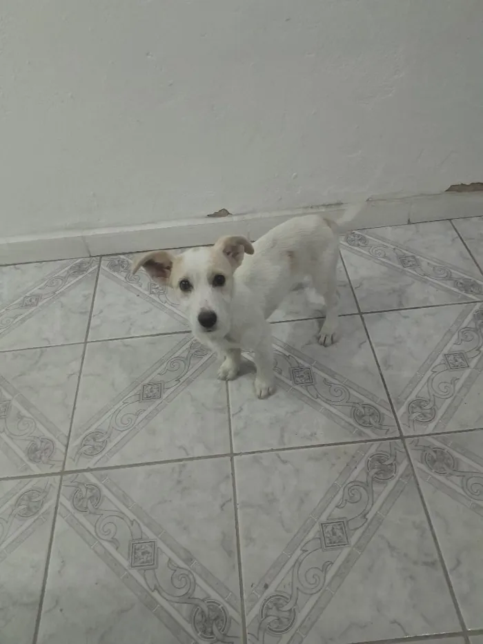 Cachorro raça SRD-ViraLata idade 2 a 6 meses nome Regina