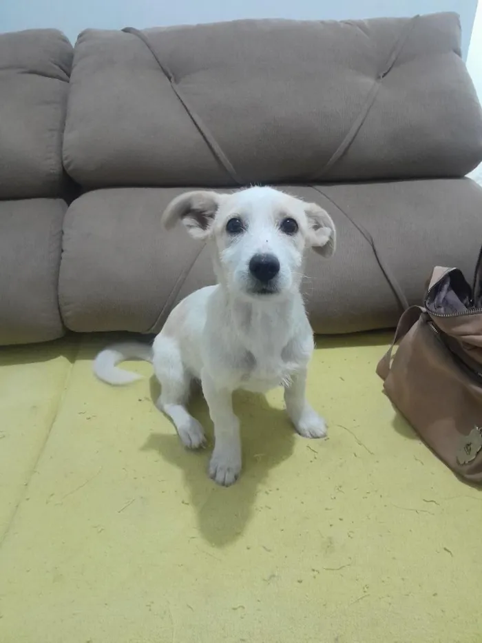 Cachorro raça SRD-ViraLata idade 2 a 6 meses nome Regina