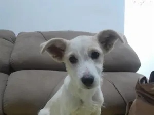 Cachorro raça SRD-ViraLata idade 2 a 6 meses nome Regina