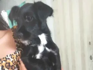 Cachorro raça SRD-ViraLata idade 2 a 6 meses nome Thor 
