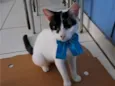 Pepita 