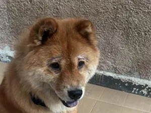 Cachorro raça SRD-ViraLata idade 6 ou mais anos nome Kelvin