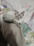 CINZINHA