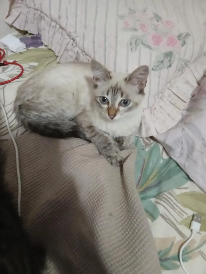 Gato raça SRD-ViraLata idade 2 a 6 meses nome CINZINHA