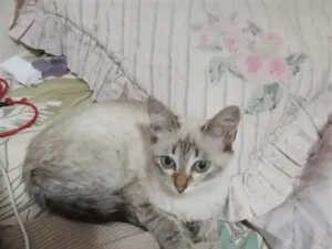 Gato raça SRD-ViraLata idade 2 a 6 meses nome CINZINHA