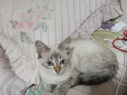 Gato raça SRD-ViraLata idade 2 a 6 meses nome CINZINHA