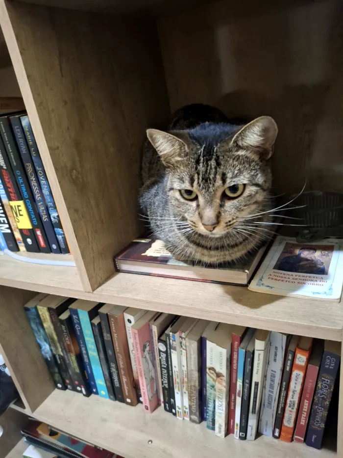 Gato raça SRD-ViraLata idade 5 anos nome Dorinha 