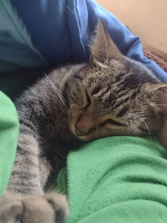 Gato raça SRD-ViraLata idade 5 anos nome Dorinha 
