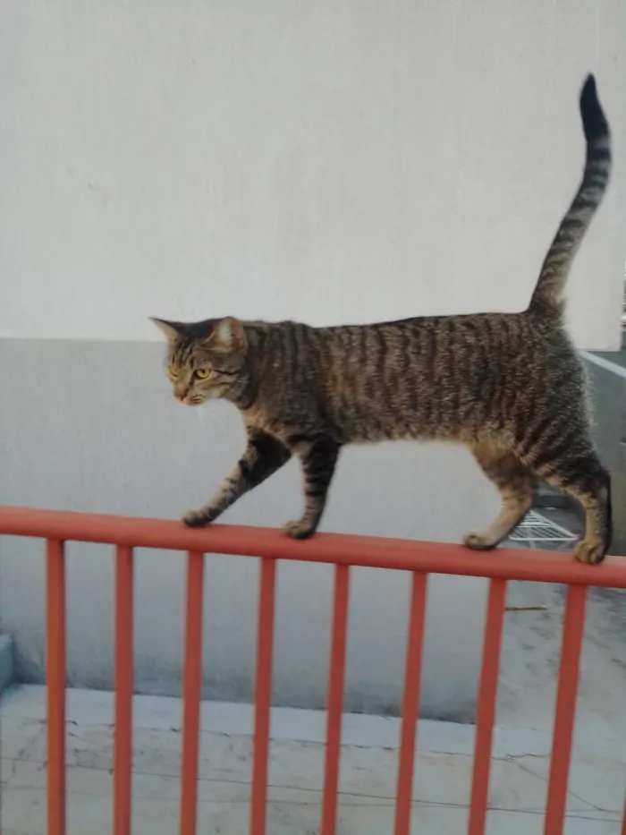 Gato raça SRD-ViraLata idade 5 anos nome Dorinha 