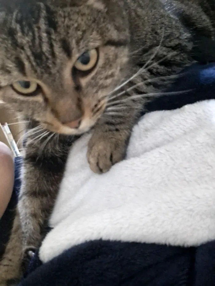 Gato raça SRD-ViraLata idade 5 anos nome Dorinha 