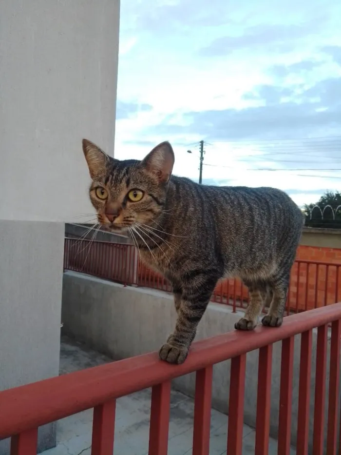 Gato raça SRD-ViraLata idade 5 anos nome Dorinha 