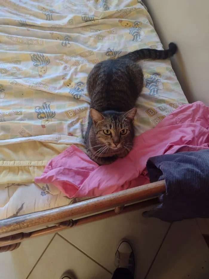 Gato raça SRD-ViraLata idade 5 anos nome Dorinha 
