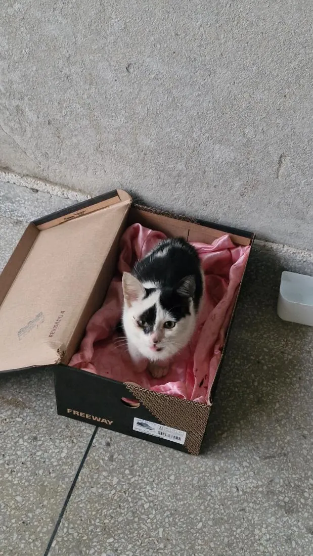 Gato raça SRD-ViraLata idade 2 a 6 meses nome Tony