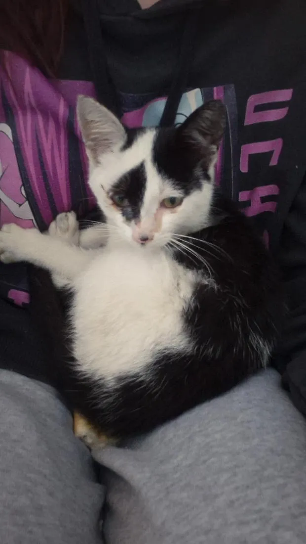 Gato raça SRD-ViraLata idade 2 a 6 meses nome Tony