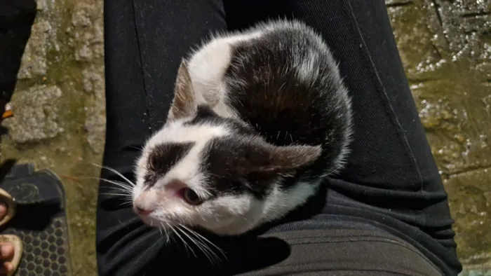 Gato raça SRD-ViraLata idade 2 a 6 meses nome Tony